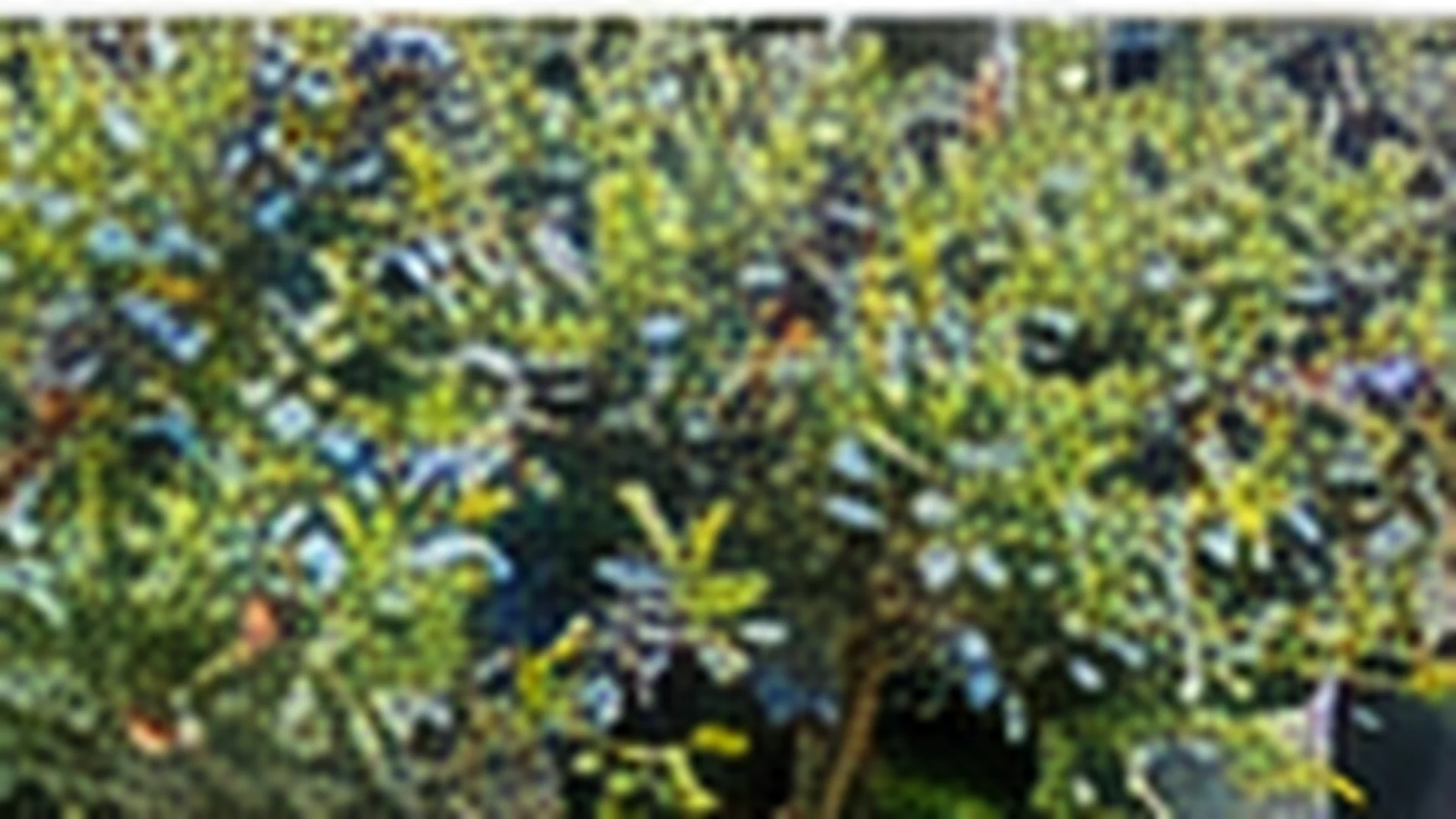 A container-grown blueberry bush in full fruit, the rim of its planter visible at the base.