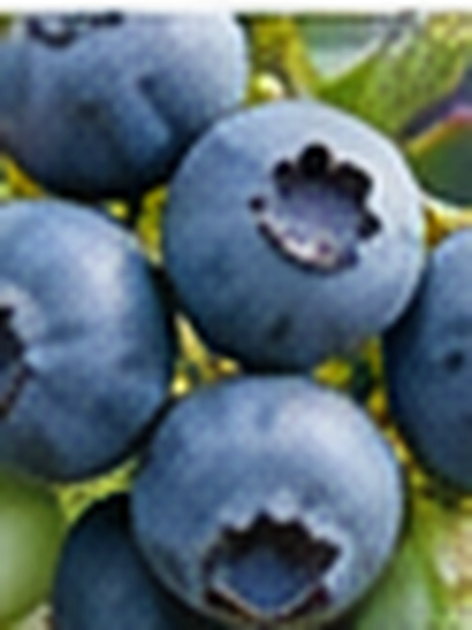 A cluster of ripe blueberries on the bush, photographed close.