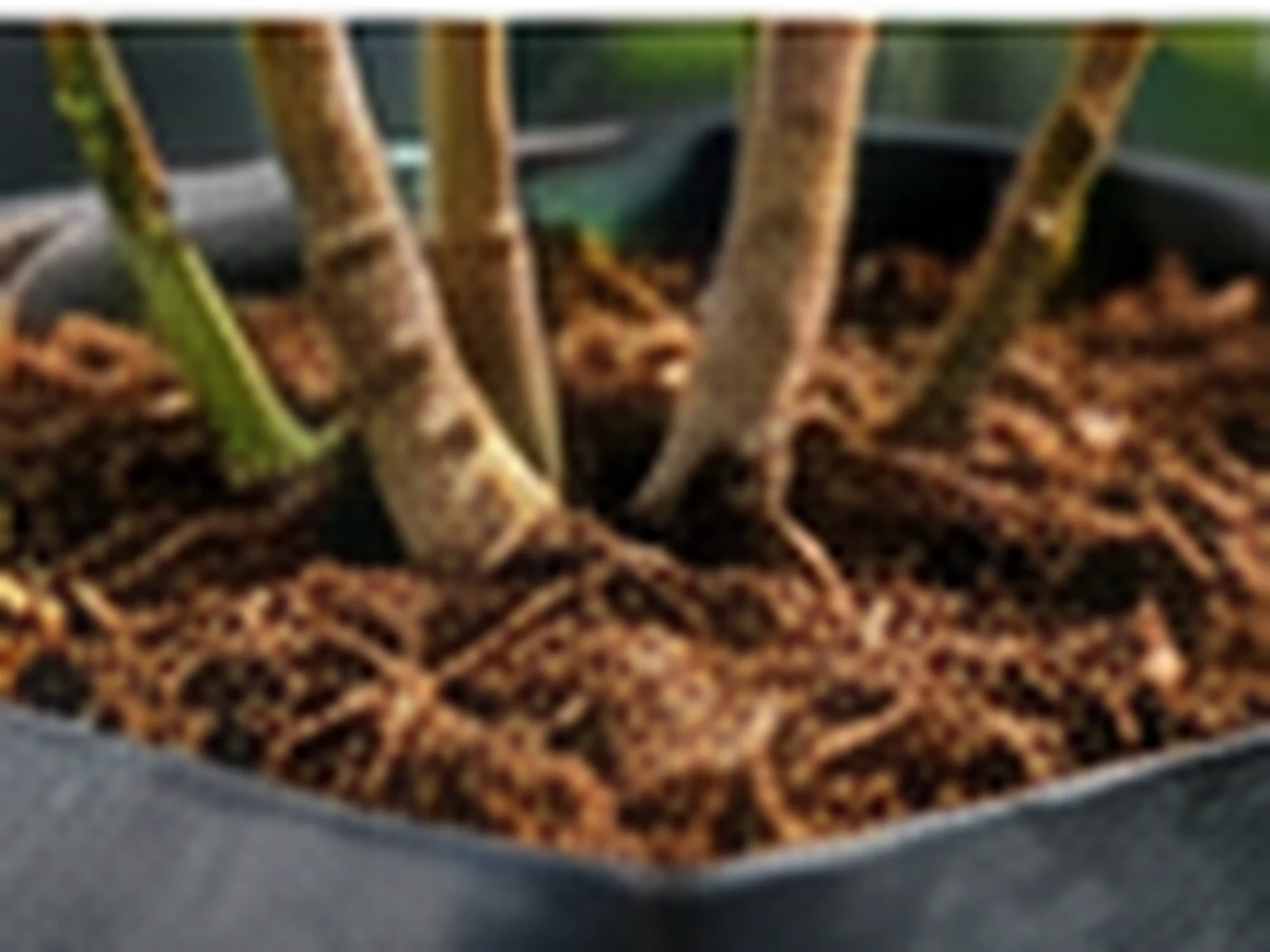 An open-top coco planter bag filled with a coarse coco chip blend, with a blueberry plant established in it.