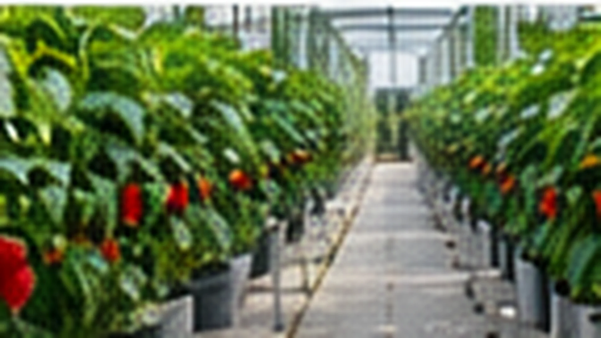 Rows of bell pepper plants in containers running down a greenhouse aisle, coloured fruit hanging at the branch forks.