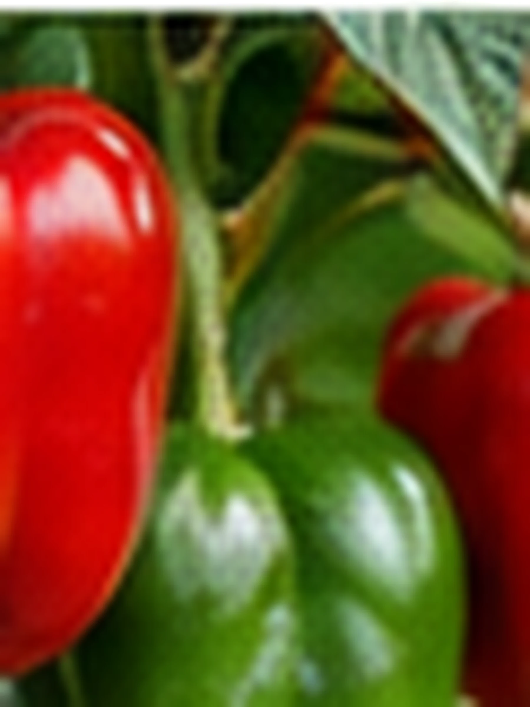Red and green bell peppers hanging on the plant among its foliage, photographed close.