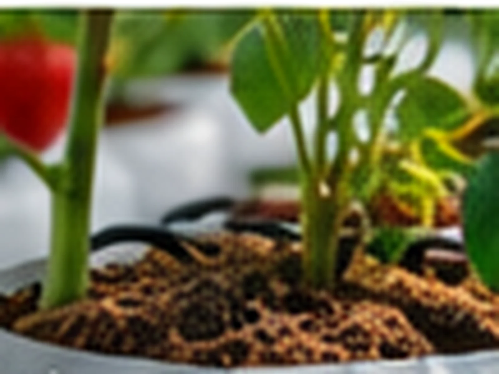 A pepper plant growing from a white coco substrate grow bag, with a drip line laid across the surface.