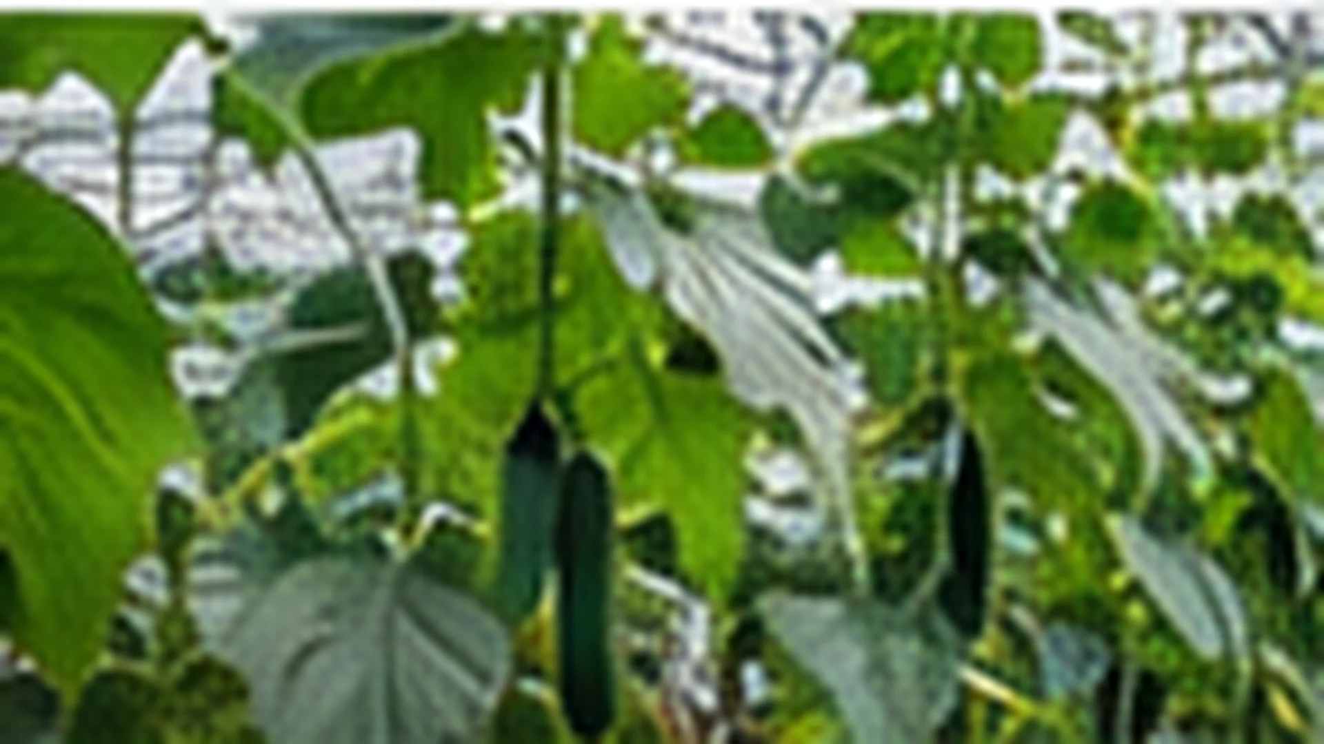 A high-wire cucumber crop in a greenhouse, vines trained up strings above coco substrate slabs.