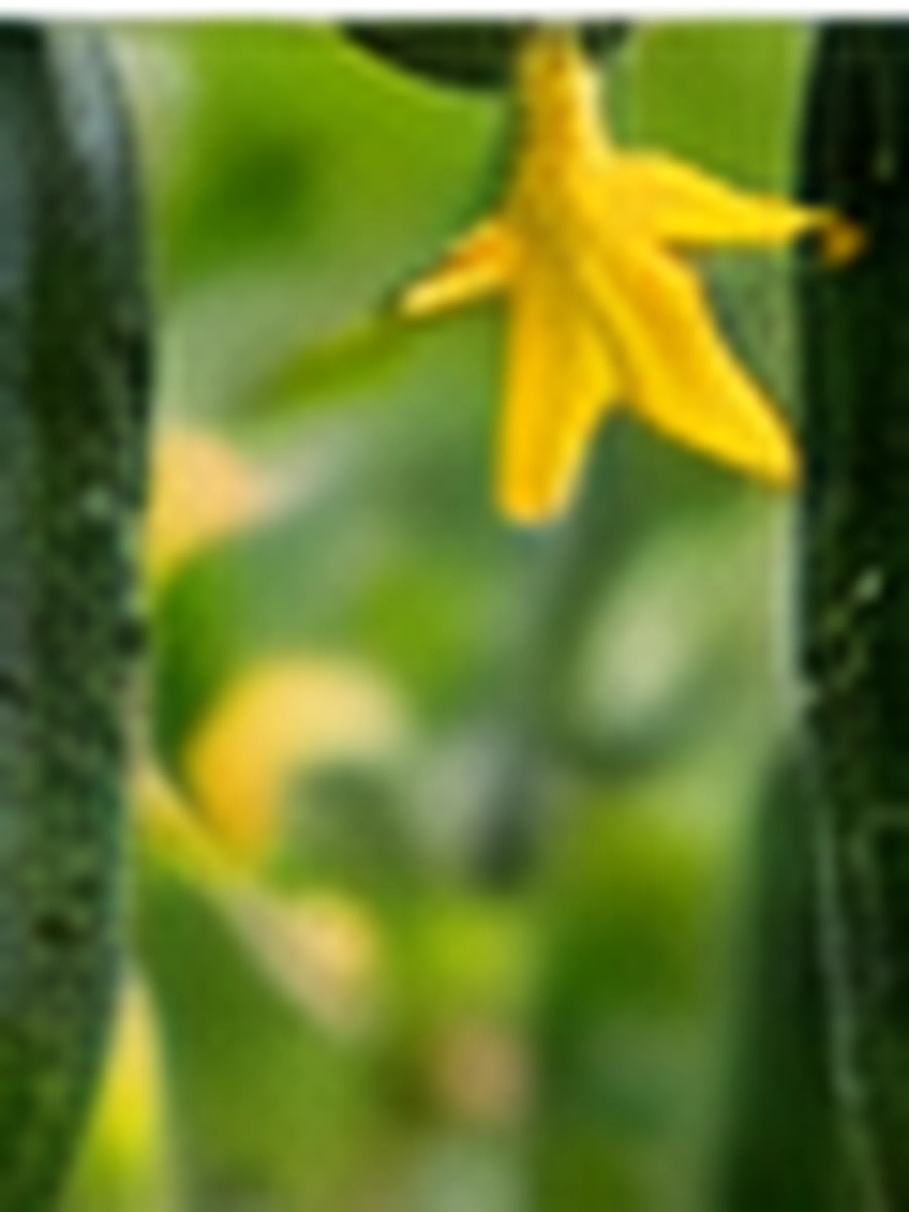A cucumber on the vine beside an open yellow flower, photographed close.