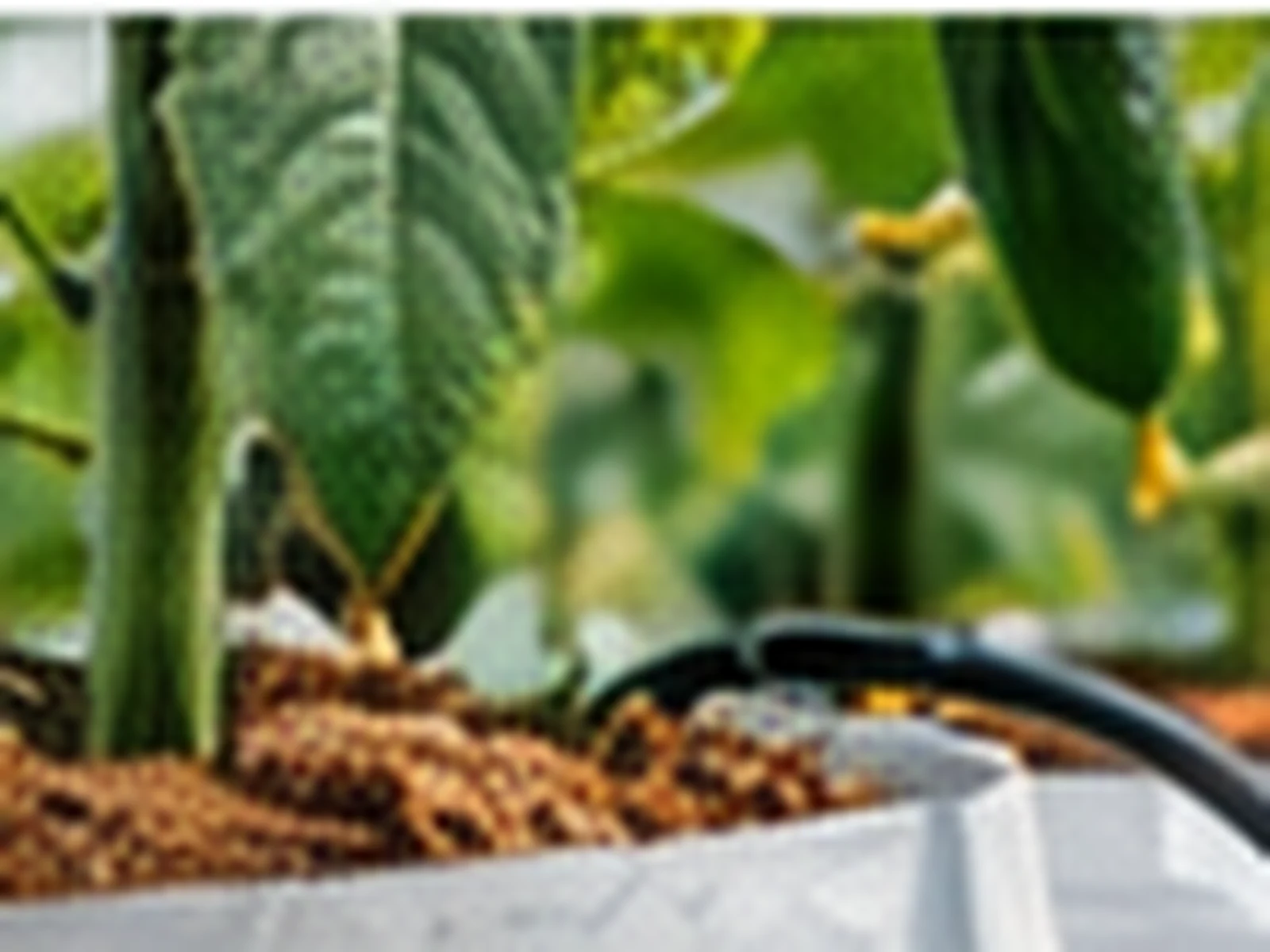 A coco substrate slab in a greenhouse gutter carrying an established cucumber plant.
