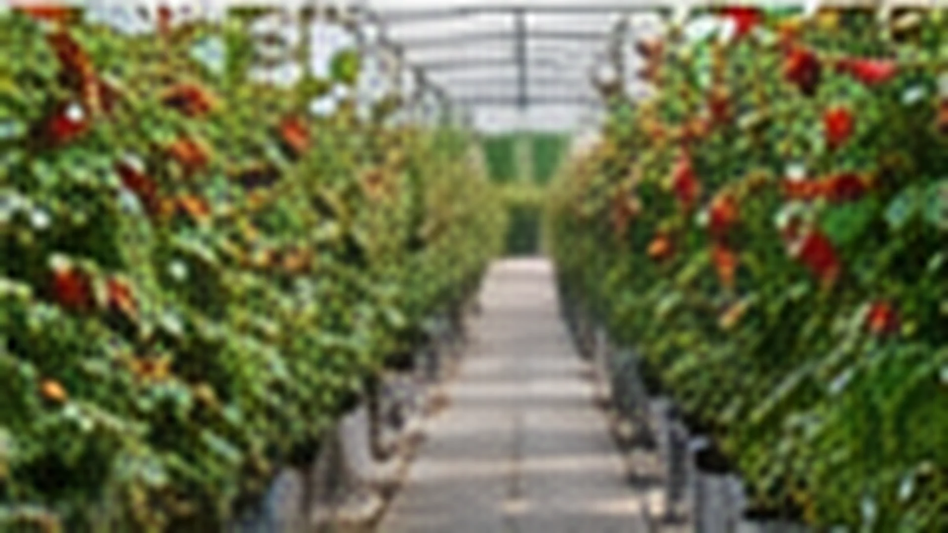 Raspberry canes tied to a post-and-wire trellis above containers, under a protective tunnel.