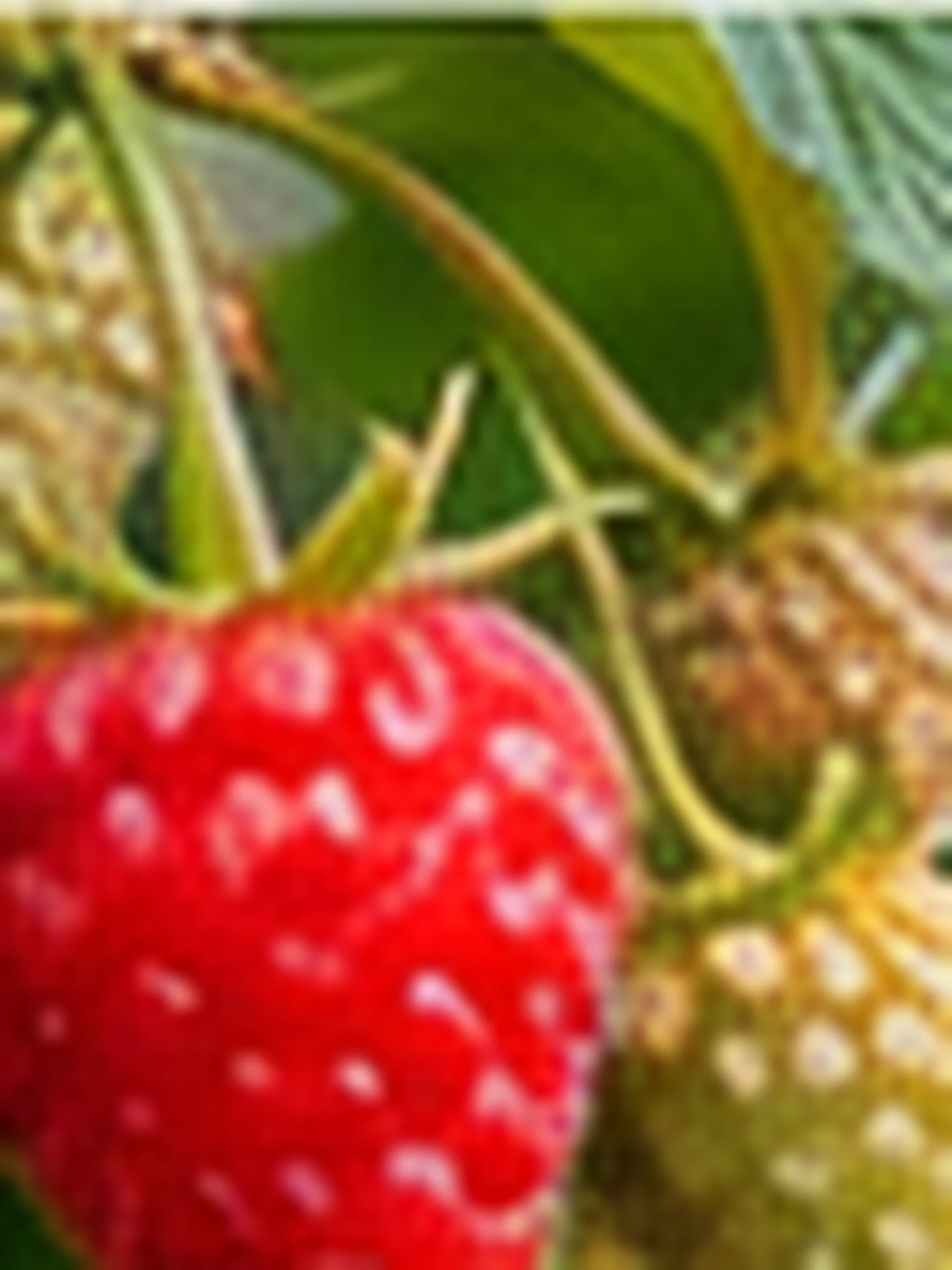 A ripe raspberry and an unripe one on the cane, photographed close.