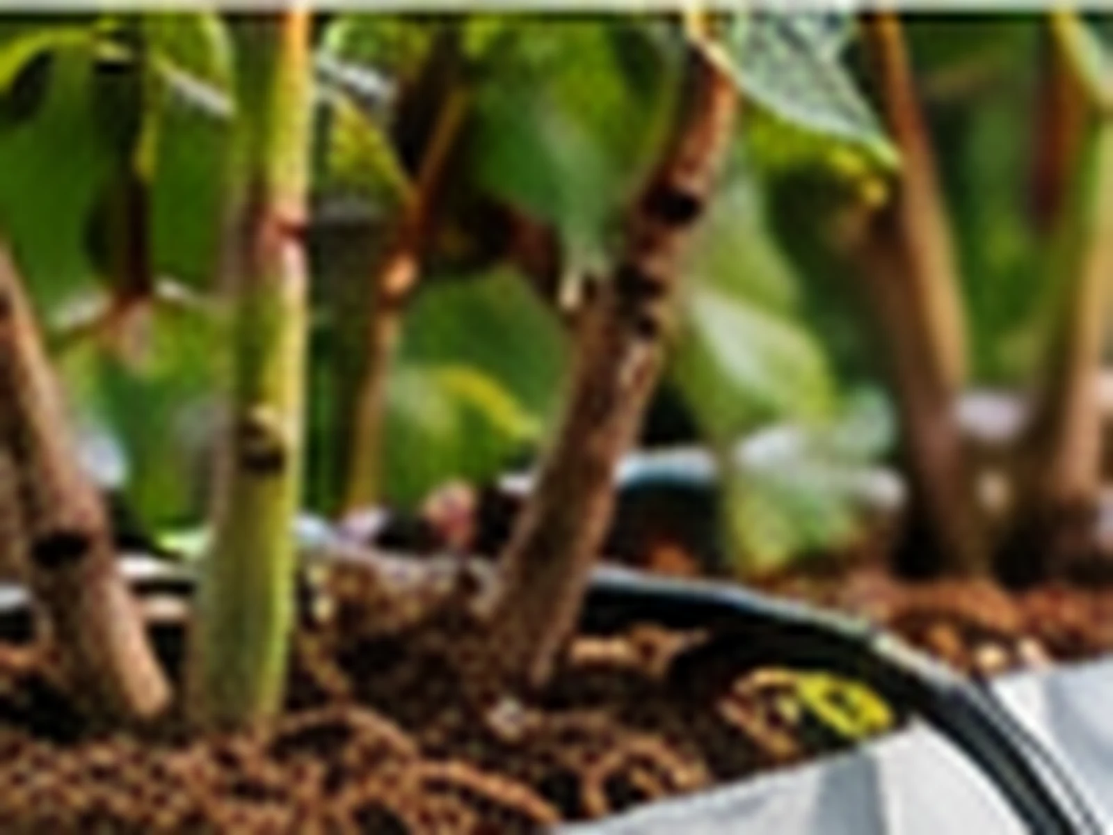 A growing container filled with coco substrate carrying an established raspberry cane.