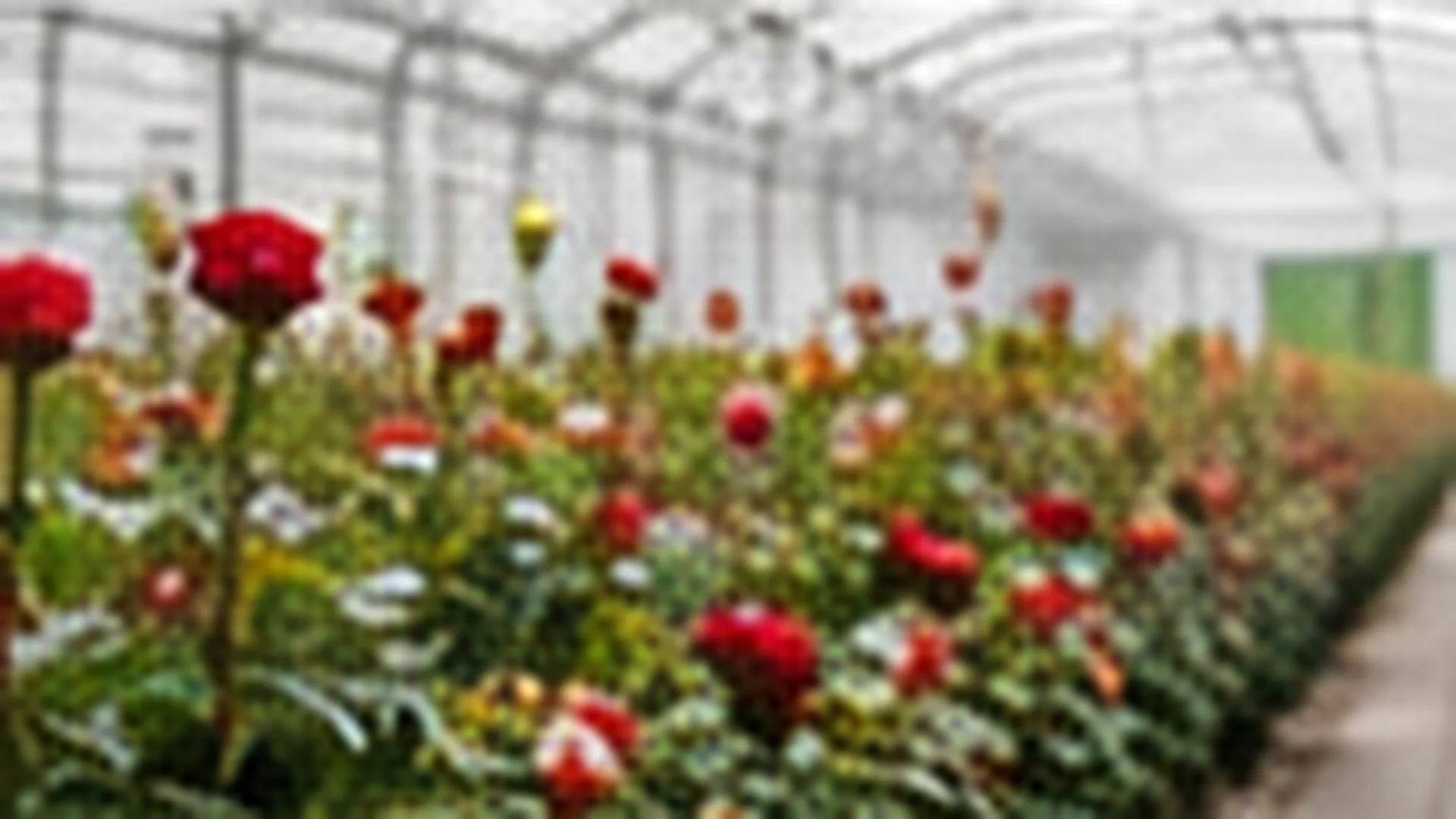 A cut-flower rose bed under glass, harvestable stems standing clear above the canopy.