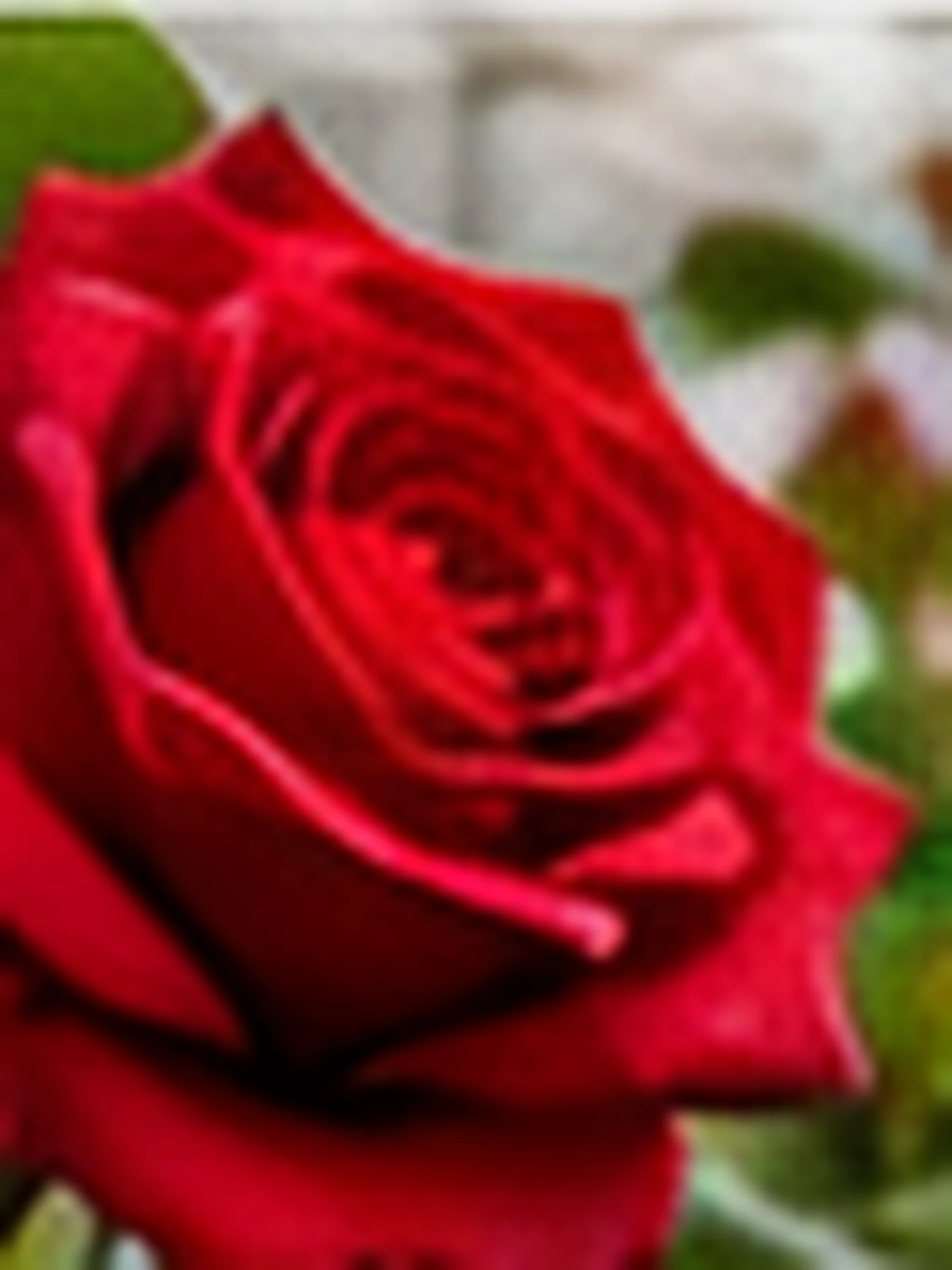 An open red rose on the plant, photographed close.