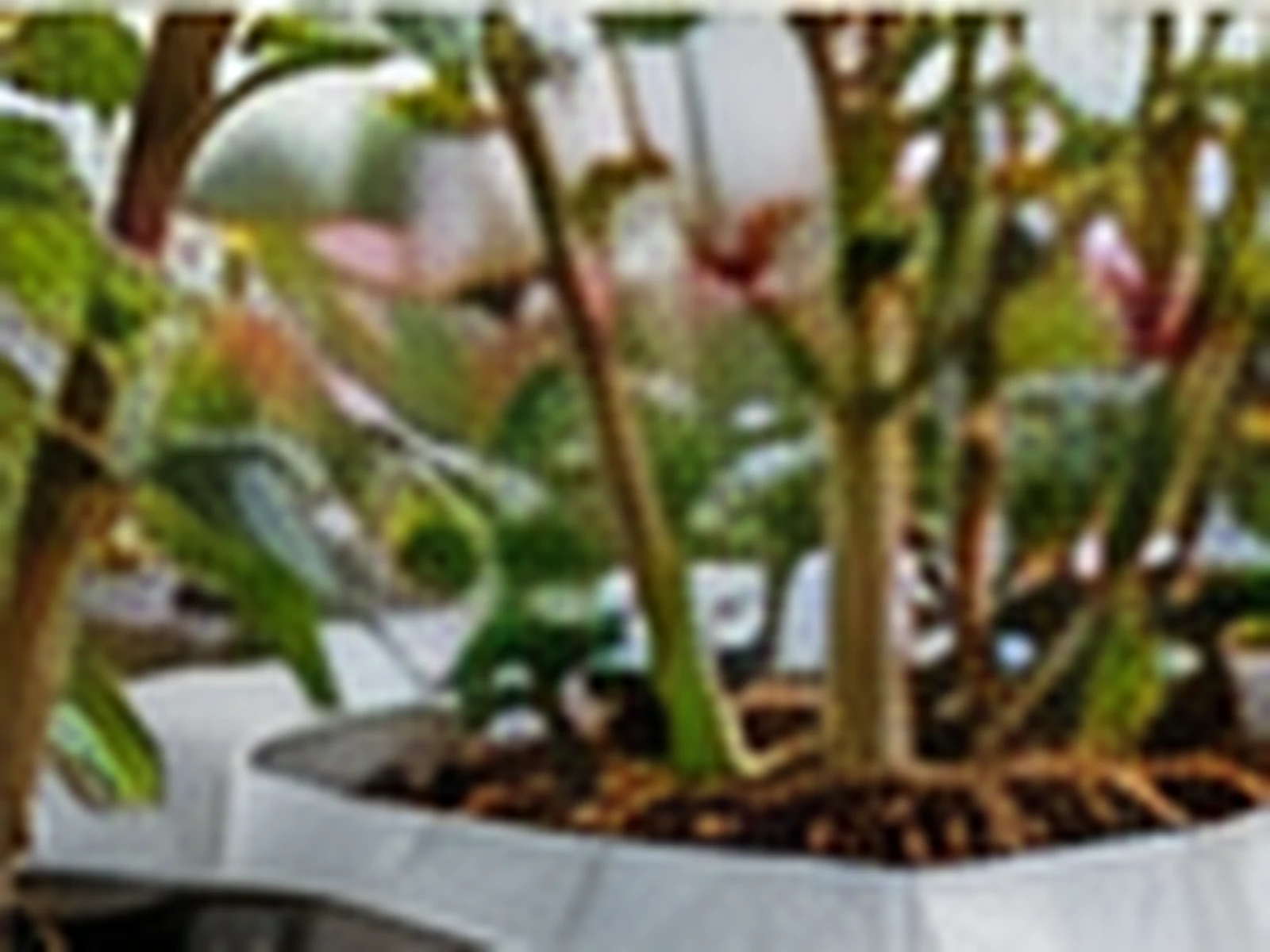 A coco substrate slab cut to a rose bed width, with established rose plants growing from it.
