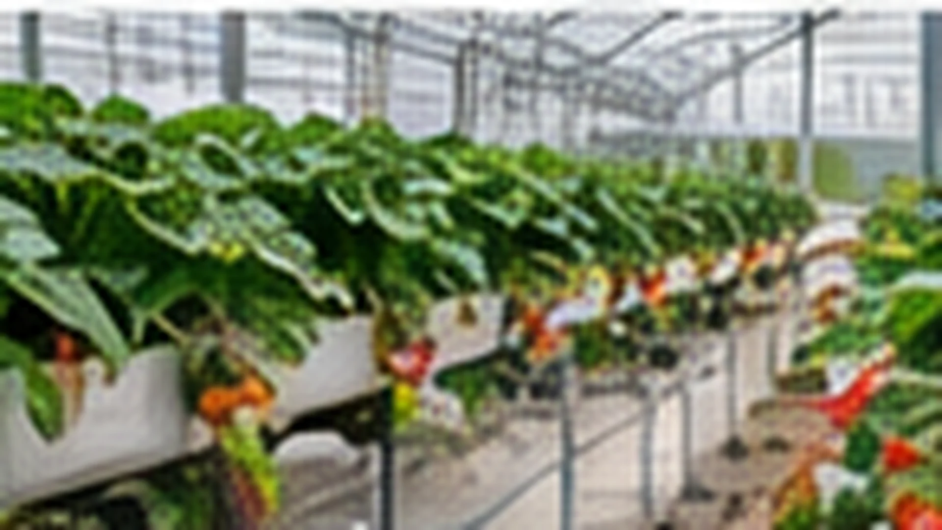 Rows of elevated strawberry growing troughs in a greenhouse, fruit hanging over the gutter edge.