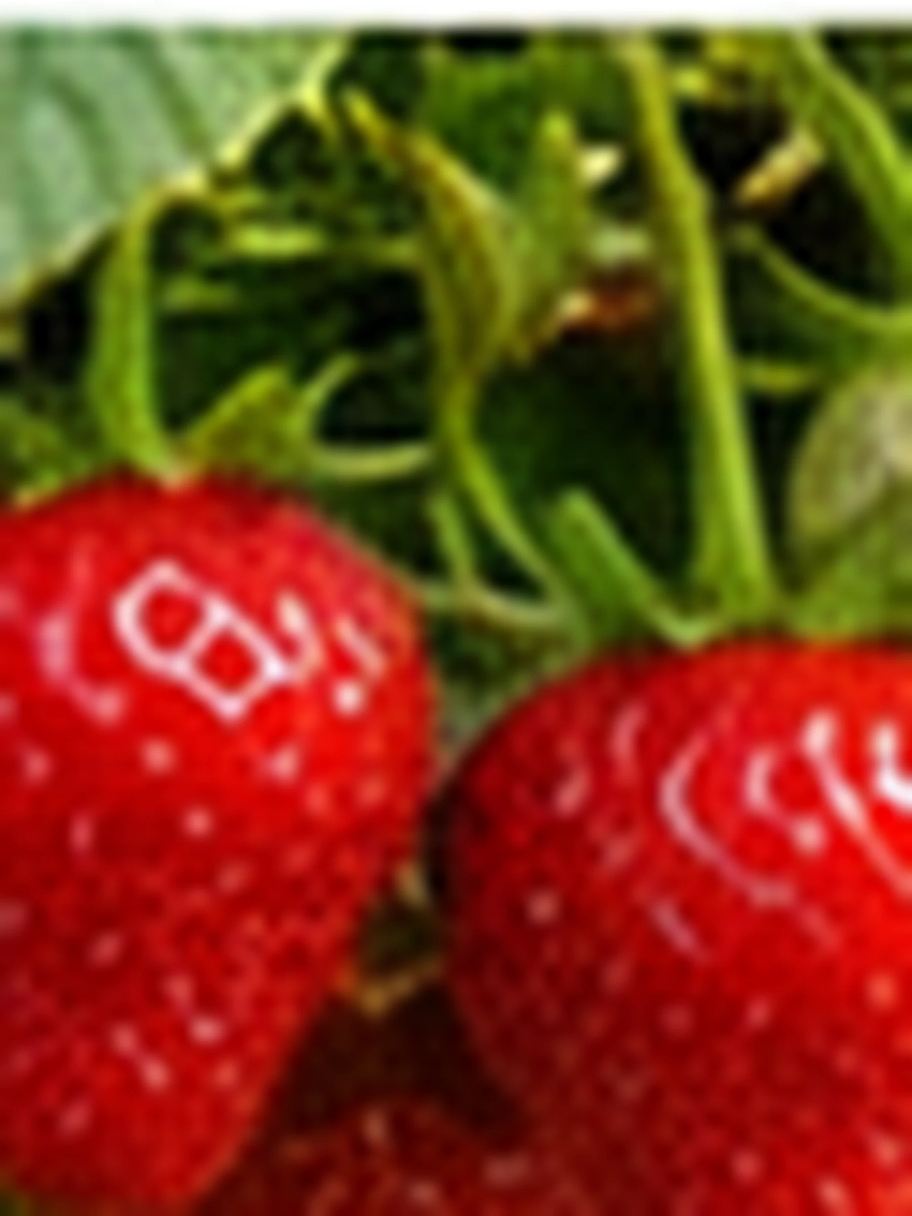 Ripe strawberries hanging on the truss beneath the canopy, photographed close.