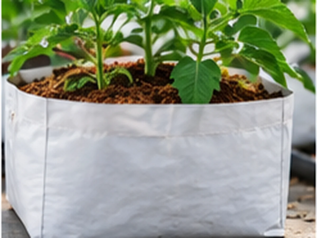 A white open top planter bag filled with coco substrate, young plants growing from it.